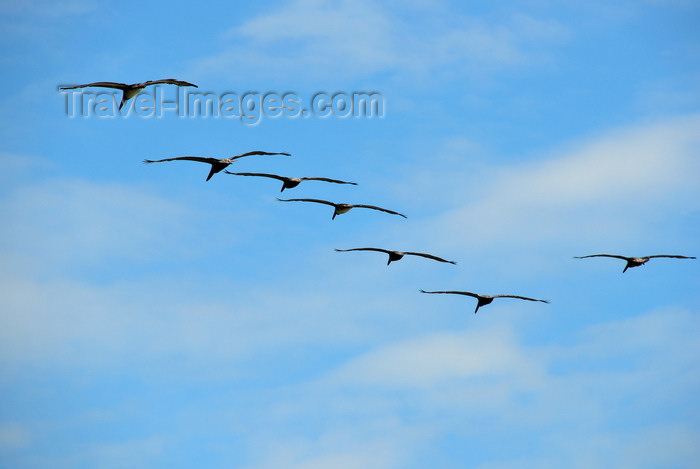 costa-rica98: Playa Hermosa, Puntarenas province, Costa Rica: pelicans - flight formation - photo by M.Torres - (c) Travel-Images.com - Stock Photography agency - Image Bank