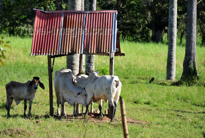 costa-rica99: Parrita, Puntarenas province, Costa Rica: cow family - photo by M.Torres - (c) Travel-Images.com - Stock Photography agency - Image Bank