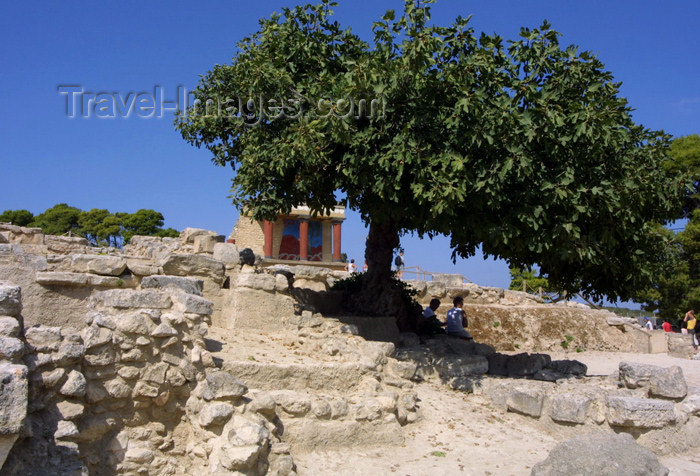 crete98: Crete, Greece - Knossos palace (Heraklion prefecture): under the shade of a fig tree (photo by A.Stepanenko) - (c) Travel-Images.com - Stock Photography agency - Image Bank