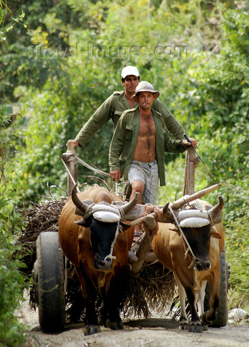 cuba107: Cuba - Holguín province - ox cart - photo by G.Friedman - (c) Travel-Images.com - Stock Photography agency - Image Bank