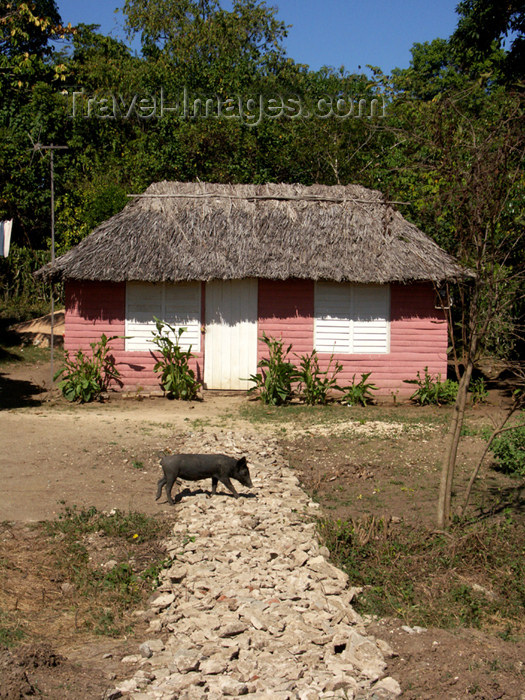 cuba108: Cuba - Holguín province - pink house and pig - photo by G.Friedman - (c) Travel-Images.com - Stock Photography agency - Image Bank