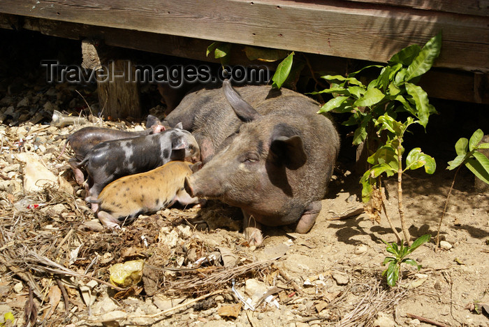 cuba133: Bahia de Mata, near Baracoa, Guantánamo province, Cuba: pig family - photo by A.Ferrari - (c) Travel-Images.com - Stock Photography agency - Image Bank