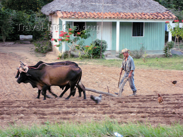 cuba21: Cuba - Viñales - Pinar del Rio Province: farmer ploughing the land - agriculture - traditional methods - oxen - photo by L.Gewalli - (c) Travel-Images.com - Stock Photography agency - Image Bank