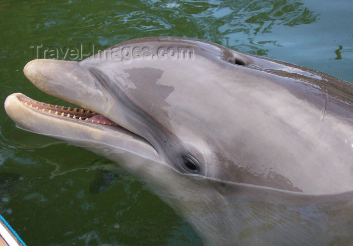 cuba32: Cuba - Guardalavaca - Baja Naranja delfinarium -  Alfonz the dolphin - photo by G.Friedman - (c) Travel-Images.com - Stock Photography agency - Image Bank