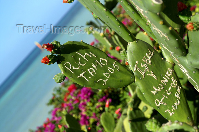 cuba36: Cuba - Guardalavaca - cactii grafitti - photo by G.Friedman - (c) Travel-Images.com - Stock Photography agency - Image Bank