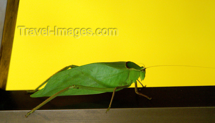 cuba42: Cuba - Guardalavaca - leaf bug - photo by G.Friedman - (c) Travel-Images.com - Stock Photography agency - Image Bank