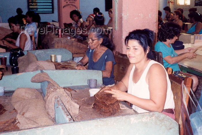 cuba5: Cuba - Santiago de Cuba: Making Cigars (photo by M.Torres) - (c) Travel-Images.com - Stock Photography agency - Image Bank