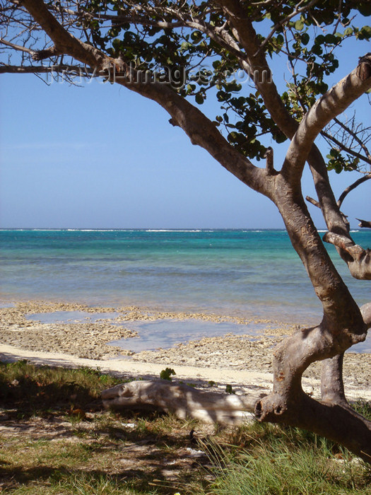 cuba52: Cuba - Guardalavaca - tree and water - photo by G.Friedman - (c) Travel-Images.com - Stock Photography agency - Image Bank