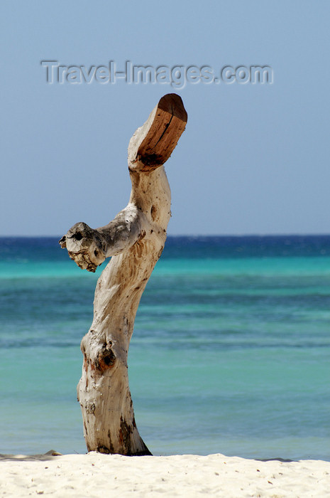 cuba53: Cuba - Guardalavaca - tree stump by the Beach - photo by G.Friedman - (c) Travel-Images.com - Stock Photography agency - Image Bank