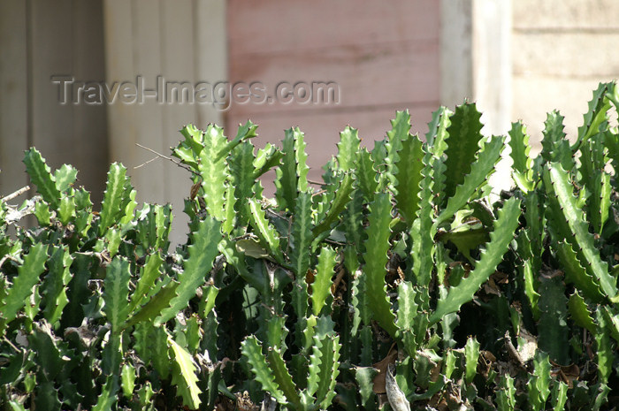 cuba92: Cuba - Holguín province - cactus fence - photo by G.Friedman - (c) Travel-Images.com - Stock Photography agency - Image Bank