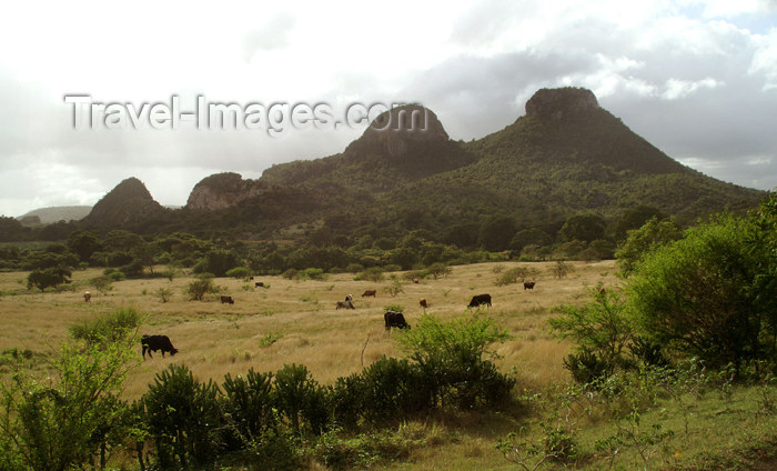 cuba94: Cuba - Holguín province - cows grazing  - photo by G.Friedman - (c) Travel-Images.com - Stock Photography agency - Image Bank