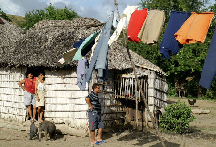 cuba95: Cuba - Holguín province - village scene - two women, a husband, pigs and a white thatched house - photo by G.Friedman - (c) Travel-Images.com - Stock Photography agency - Image Bank