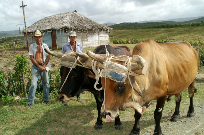 cuba96: Cuba - Holguín province - farmworkers with oxen - photo by G.Friedman - (c) Travel-Images.com - Stock Photography agency - Image Bank