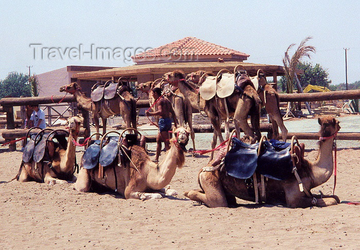 cyprus13: Cyprus - Perivolia - Larnaca district: Camels in a Caravan? - photo by Miguel Torres - (c) Travel-Images.com - Stock Photography agency - Image Bank