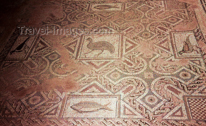 cyprus20: Cyprus - Kourion / Curium - Limassol district: mosaic - photo by Miguel Torres - (c) Travel-Images.com - Stock Photography agency - Image Bank