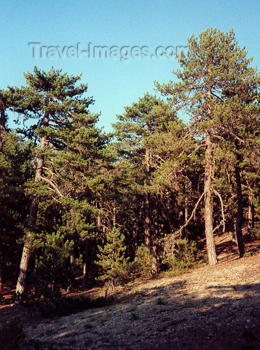 cyprus24: Cyprus - Troodos mountains - Limassol district: pines on the slopes - forest - photo by Miguel Torres - (c) Travel-Images.com - Stock Photography agency - Image Bank