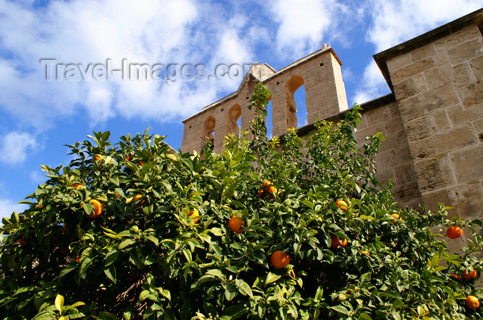 cyprusn54: Bellapais, Kyrenia district, North Cyprus: Bellapais abbey - orange tree - photo by A.Ferrari - (c) Travel-Images.com - Stock Photography agency - Image Bank