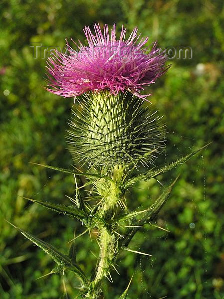 czech251: Czech Republic - artichoke thistle or cardoon - Cynara cardunculus - photo by J.Kaman - (c) Travel-Images.com - Stock Photography agency - Image Bank