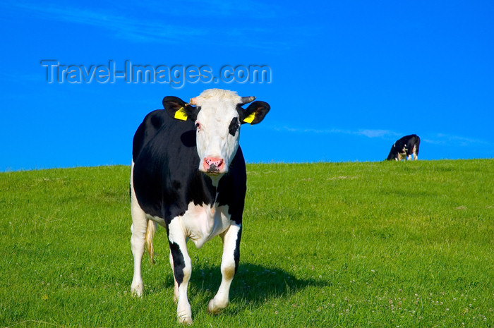 czech367: Czech Republic - Holesov, Moravia: farming fields - two cows - Zlin region - European Union (photo by P.Gustafson) - (c) Travel-Images.com - Stock Photography agency - Image Bank