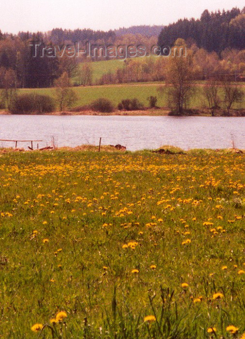 czech39: Czech Republic - Rybnik (Southern Bohemia - Jihoceský - Budejovický kraj): dandelion fields - Ceský Krumlov district, Southern Bohemia (photo by M.Torres) - (c) Travel-Images.com - Stock Photography agency - Image Bank