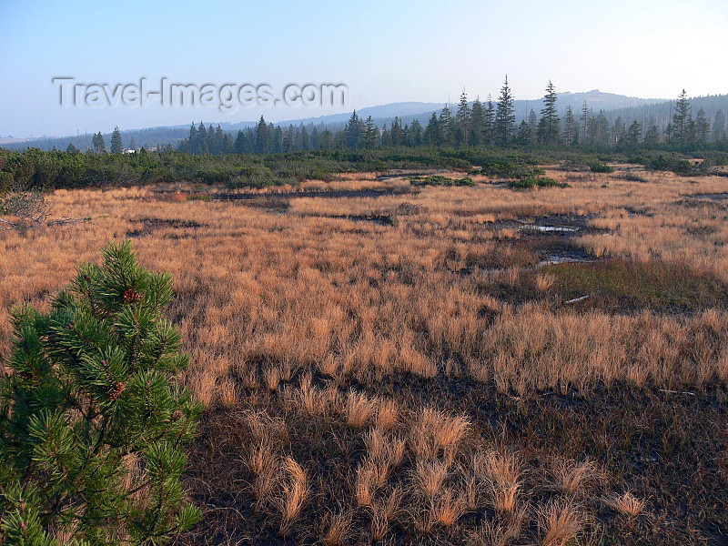 czech483: Czech Republic - Jizera Mountains / Jizerske hory: moor - Raselinisti - Liberec Region - photo by J.Kaman - (c) Travel-Images.com - Stock Photography agency - Image Bank