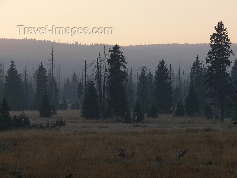 czech484: Czech Republic - Jizera Mountains / Jizerske hory: forest - Liberec Region - photo by J.Kaman - (c) Travel-Images.com - Stock Photography agency - Image Bank