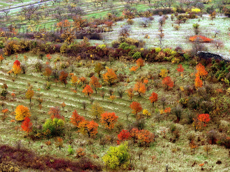 czech510: Czech Republic - Ceske Stredohori mountains: orchard - Autumn trees - Usti nad Labem Region - photo by J.Kaman - (c) Travel-Images.com - Stock Photography agency - Image Bank