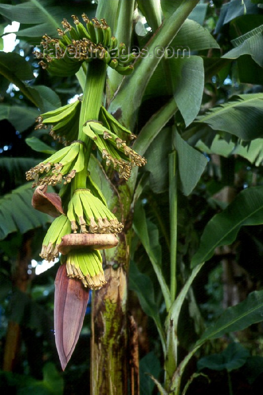 dominica1: Dominica: growing bananas - photo by M.Sturges - (c) Travel-Images.com - Stock Photography agency - Image Bank