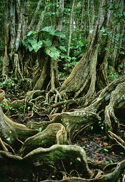 dominica10: Dominica - Picard river gorge: roots of banyan trees - strangler fig - ficus - Syndicate Nature Trail - photo by G.Frysinger - (c) Travel-Images.com - Stock Photography agency - Image Bank