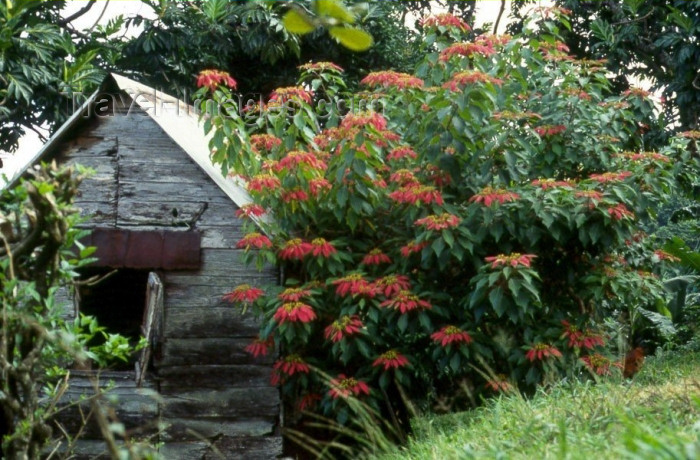 dominica4: Dominica: wild Poinsettia - photo by M.Sturges - (c) Travel-Images.com - Stock Photography agency - Image Bank