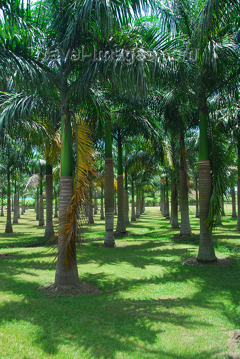 dominican121: Higüey, Dominican Republic: palm tree garden by the Basilica of Our Lady - Basilica de Nuestra Señora de la Altagracia - photo by M.Torres - (c) Travel-Images.com - Stock Photography agency - Image Bank