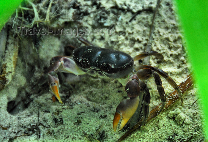 dominican150: Punta Cana, Dominican Republic: crab hiding in the vegetation - Arena Gorda Beach - photo by M.Torres - (c) Travel-Images.com - Stock Photography agency - Image Bank