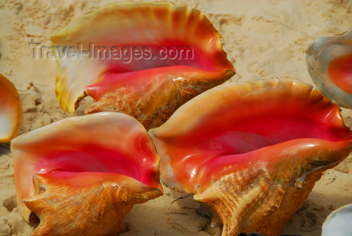 dominican153: Punta Cana, Dominican Republic: pink conch shells - Arena Gorda Beach - photo by M.Torres - (c) Travel-Images.com - Stock Photography agency - Image Bank