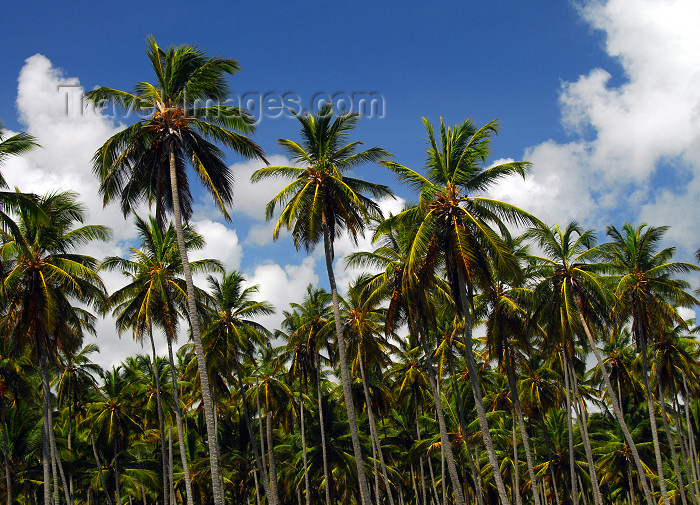 dominican154: Punta Cana, Dominican Republic: forest of coconut palms - Cocos nucifera - Arena Gorda Beach - photo by M.Torres - (c) Travel-Images.com - Stock Photography agency - Image Bank