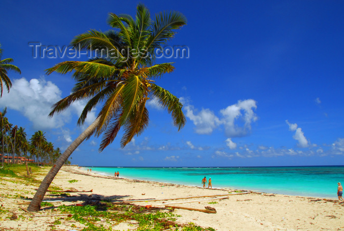 dominican155: Punta Cana, Dominican Republic: coconut palm leaning over the beach - Arena Gorda Beach - photo by M.Torres - (c) Travel-Images.com - Stock Photography agency - Image Bank