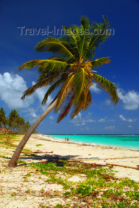 dominican156: Punta Cana, Dominican Republic: coconut palm leaning over a tranquil stretch of the beach - Arena Gorda Beach - photo by M.Torres - (c) Travel-Images.com - Stock Photography agency - Image Bank