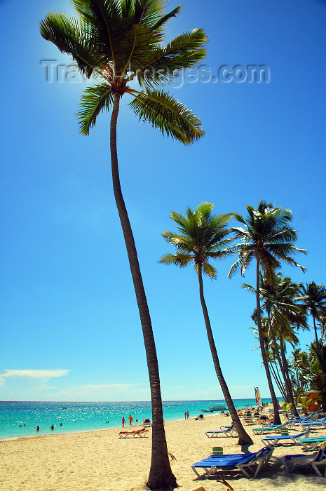 dominican169: Punta Cana, Dominican Republic: sea and tall coconut palms - Arena Gorda Beach - photo by M.Torres - (c) Travel-Images.com - Stock Photography agency - Image Bank