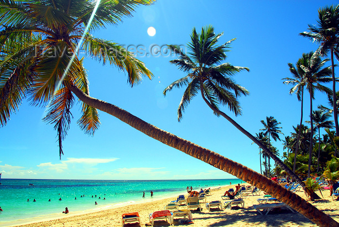 dominican175: Punta Cana, Dominican Republic: coconut trees and the midday sun - Arena Gorda Beach - photo by M.Torres - (c) Travel-Images.com - Stock Photography agency - Image Bank