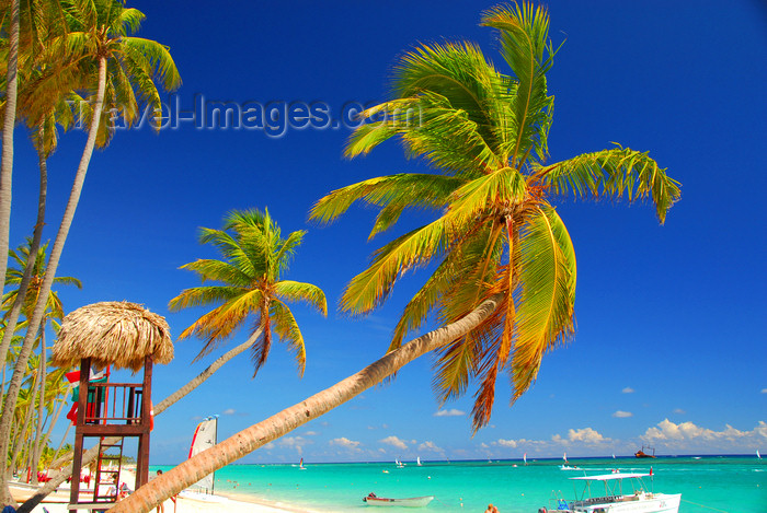 dominican177: Punta Cana, Dominican Republic: coconut trees lean over a perfect beach - Arena Gorda Beach - photo by M.Torres - (c) Travel-Images.com - Stock Photography agency - Image Bank