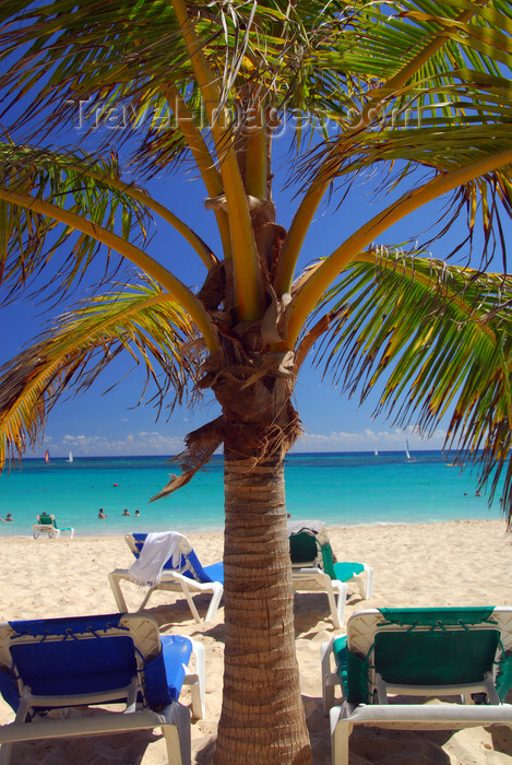 dominican183: Punta Cana, Dominican Republic: Lounge chairs and coconut tree - Arena Gorda Beach - photo by M.Torres - (c) Travel-Images.com - Stock Photography agency - Image Bank