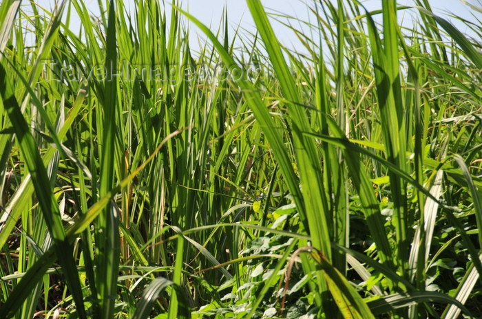 dominican322: Puerto Plata, Dominican republic: sugarcane plantation - Saccharum officinarum - caña de azúcar - photo by M.Torres - (c) Travel-Images.com - Stock Photography agency - Image Bank
