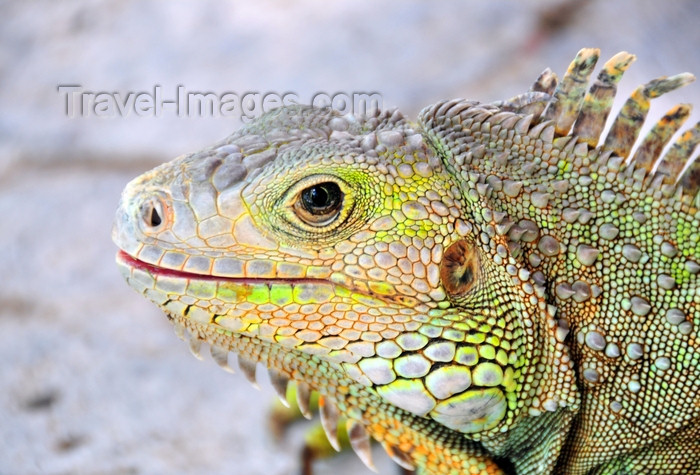 dominican323: Río San Juan, María Trinidad Sánchez province, Dominican republic: close-up of a Hispaniolan Ground Iguana - Ricord's Rock Iguana - Cyclura ricordi - photo by M.Torres - (c) Travel-Images.com - Stock Photography agency - Image Bank