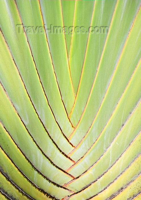 dominican324: Río San Juan, María Trinidad Sánchez province, Dominican republic: detail of a Travellers Palm - Ravenala madagascariensis - photo by M.Torres - (c) Travel-Images.com - Stock Photography agency - Image Bank