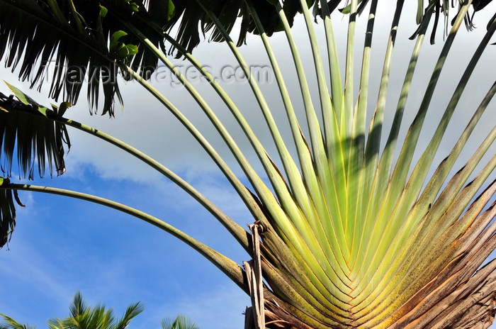 dominican325: Río San Juan, María Trinidad Sánchez province, Dominican republic: Travellers Palm - Ravenala madagascariensis - photo by M.Torres - (c) Travel-Images.com - Stock Photography agency - Image Bank