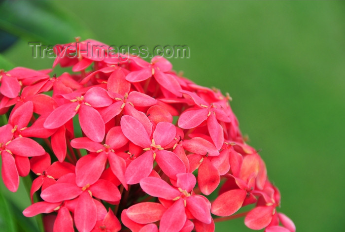 dominican330: Río San Juan, María Trinidad Sánchez province, Dominican republic: cluster of red flowers - photo by M.Torres - (c) Travel-Images.com - Stock Photography agency - Image Bank