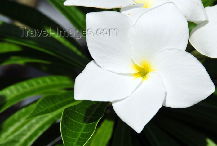 dominican332: Río San Juan, María Trinidad Sánchez province, Dominican republic: white plumeria flower - frangipani - photo by M.Torres - (c) Travel-Images.com - Stock Photography agency - Image Bank