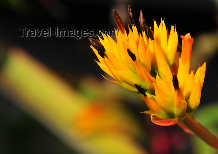 dominican333: Río San Juan, María Trinidad Sánchez province, Dominican republic: cluster of flowers - photo by M.Torres - (c) Travel-Images.com - Stock Photography agency - Image Bank