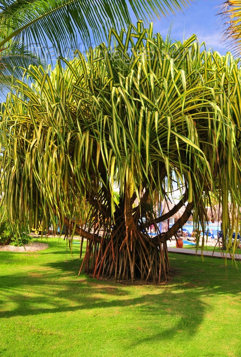 dominican336: Río San Juan, María Trinidad Sánchez province, Dominican republic: common screwpine - Pandanus utilis - photo by M.Torres - (c) Travel-Images.com - Stock Photography agency - Image Bank