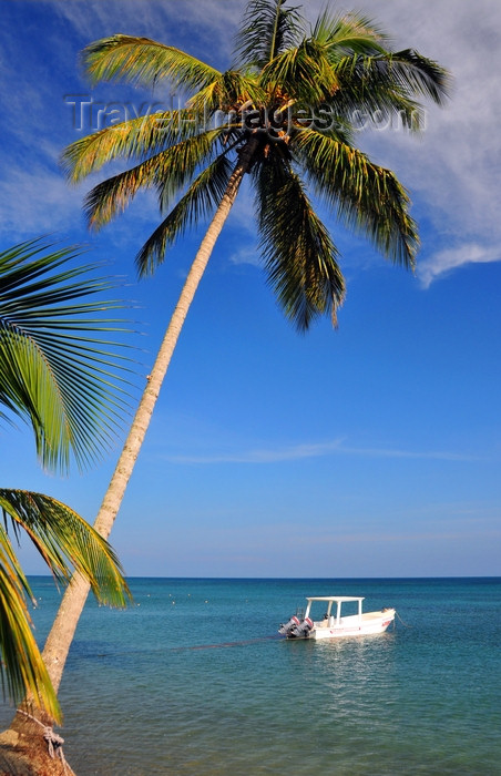 dominican344: Río San Juan, María Trinidad Sánchez province, Dominican republic: coconut tree leaning over the sea - small boat - beach scene - photo by M.Torres - (c) Travel-Images.com - Stock Photography agency - Image Bank