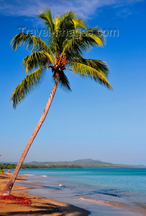 dominican348: Río San Juan, María Trinidad Sánchez province, Dominican republic: beach with coconut tree leaning over the sea - tropical scene - photo by M.Torres - (c) Travel-Images.com - Stock Photography agency - Image Bank